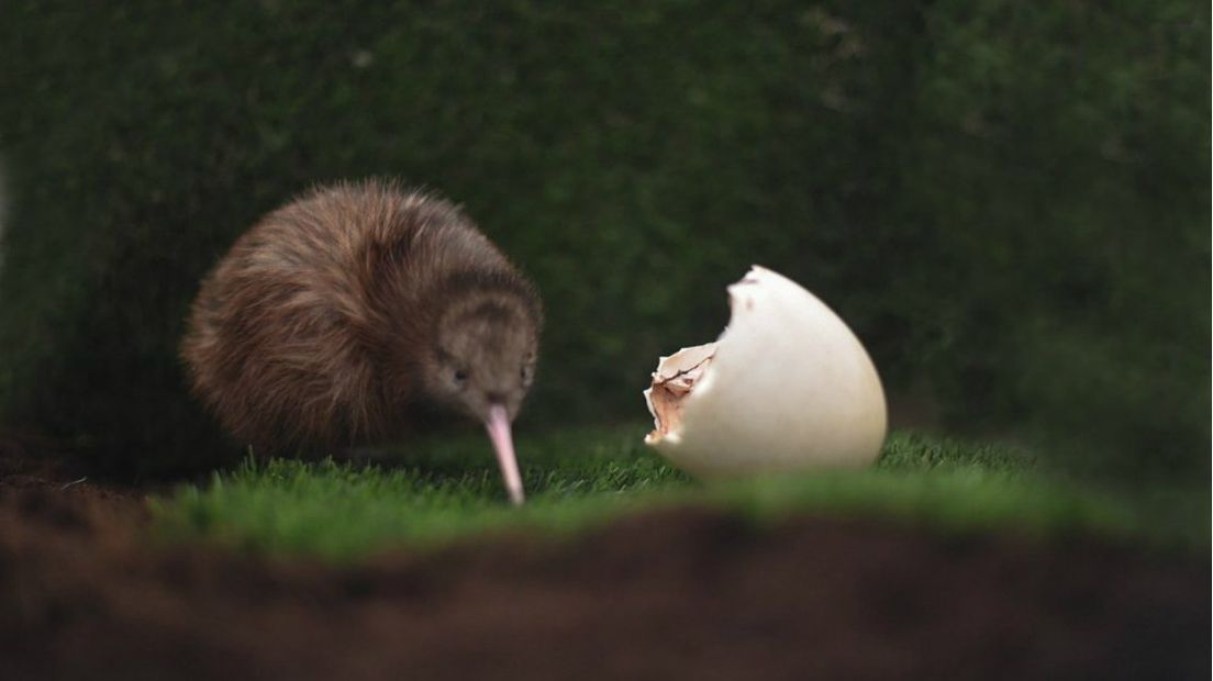 Avifauna is trots op de geboorte van de kiwi. 