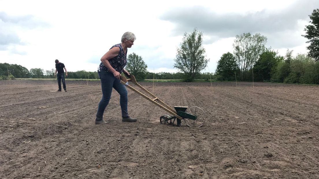 De teffzaadjes worden in de hartvorm met een handzaaimachine gezaaid (Rechten: Josien Feitsma / RTV Drenthe)