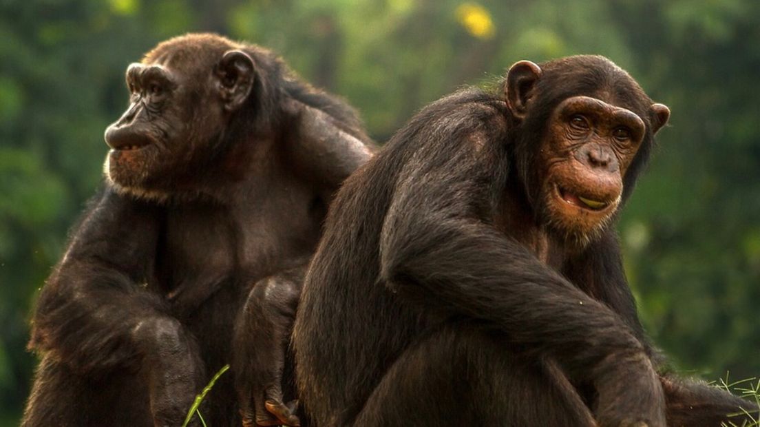 Chimpansees
