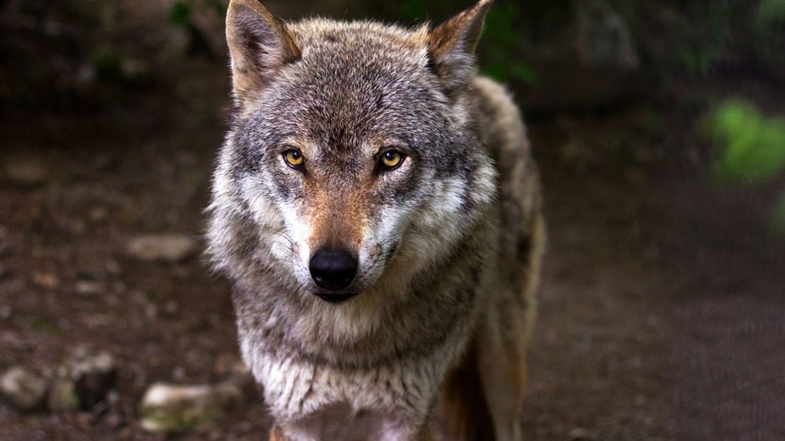 De wolf is bijna een maand in Nederland geweest (Rechten: Pixabay.com)