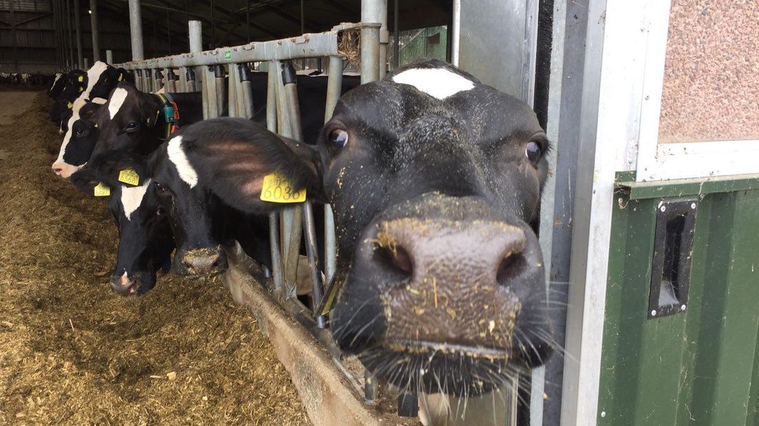 Koeien hebben last van zwerfafval (Rechten: Matthijs Holtrop/RTV Drenthe)