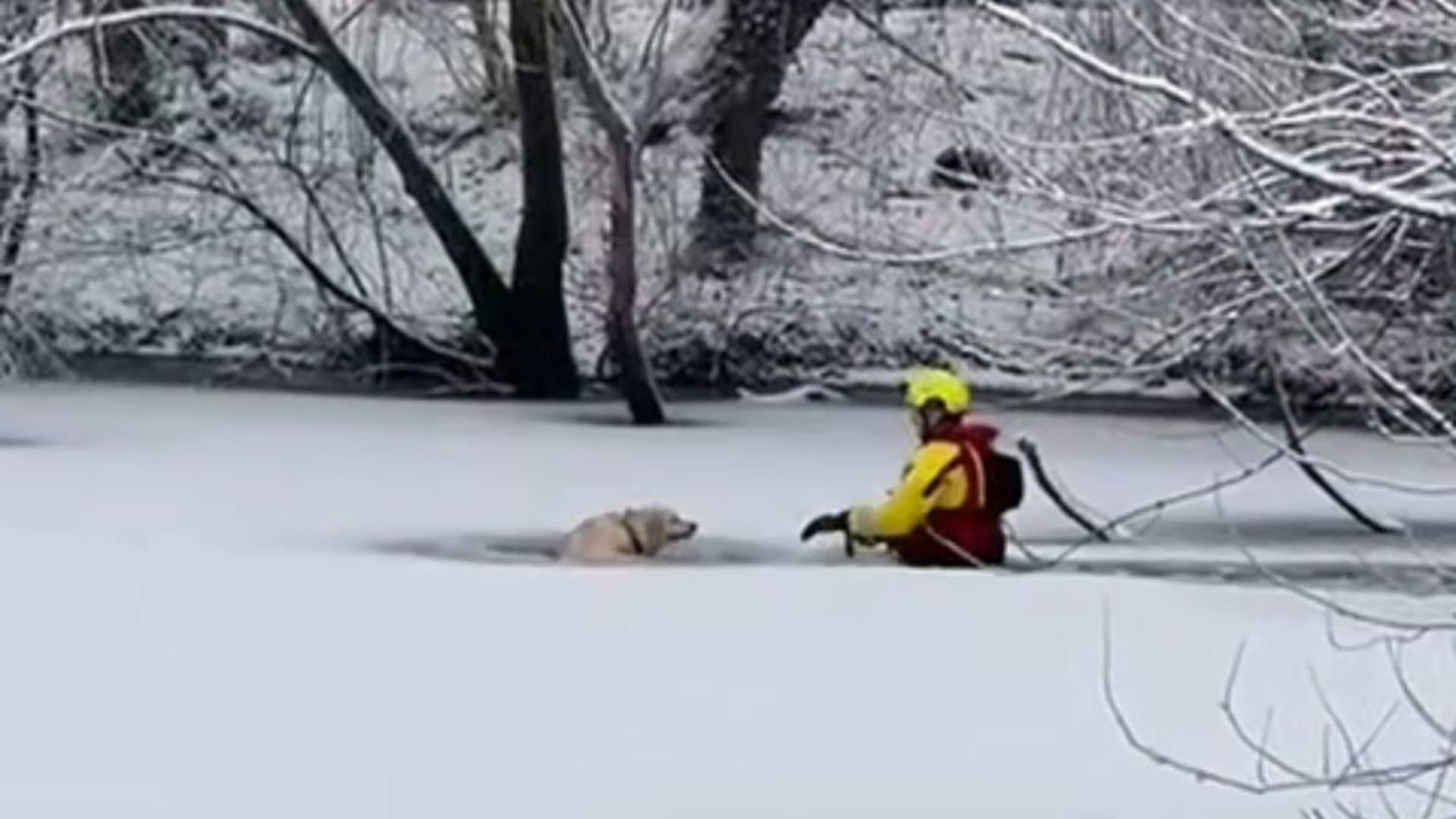 De hond kon er zelf niet uit komen.