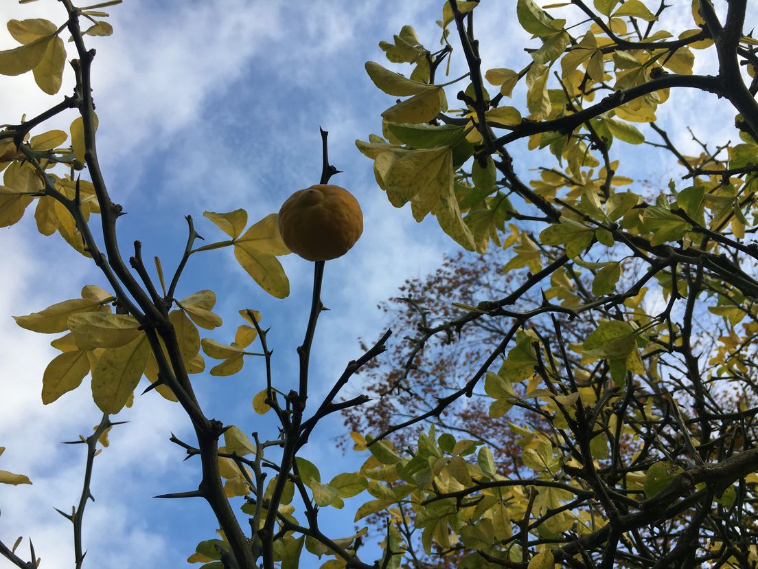 Wilde citroen in Botanische Tuin Afrikaanderwijk Rotterdam