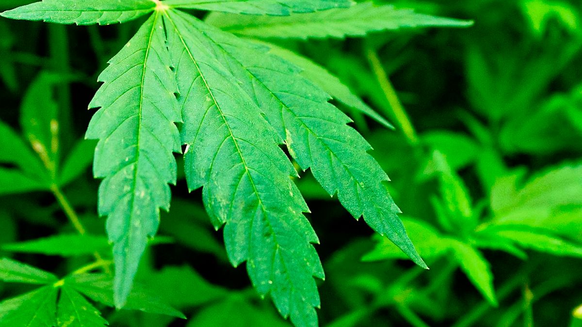 Hennepkwekerij onklaar gemaakt in Ittervoort