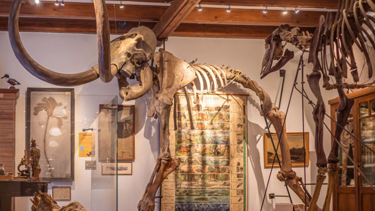 Museum Natura Docet Denekamp gered: gemeente verleent noodzakelijke subsidie