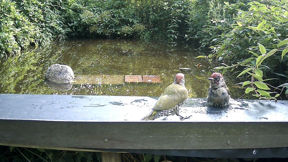 Wie springt er als eerste in? Groene spechten zoeken verkoeling in tuinvijver