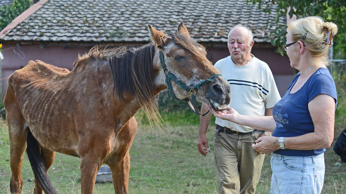 Zorgen over broodmagere merrie in Merselo