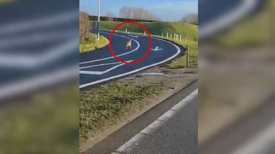 Laatste beelden van wolf bij aanrijding A2. Laatste beelden van wolf bij aanrijding A2.