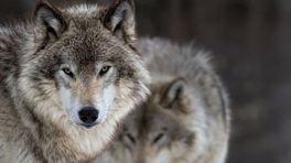 Peiling: Moet de regering wolven beschermen?