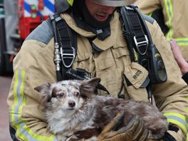 Woningen ontruimd en honden en katten gered bij brand in Bloemenbuurt