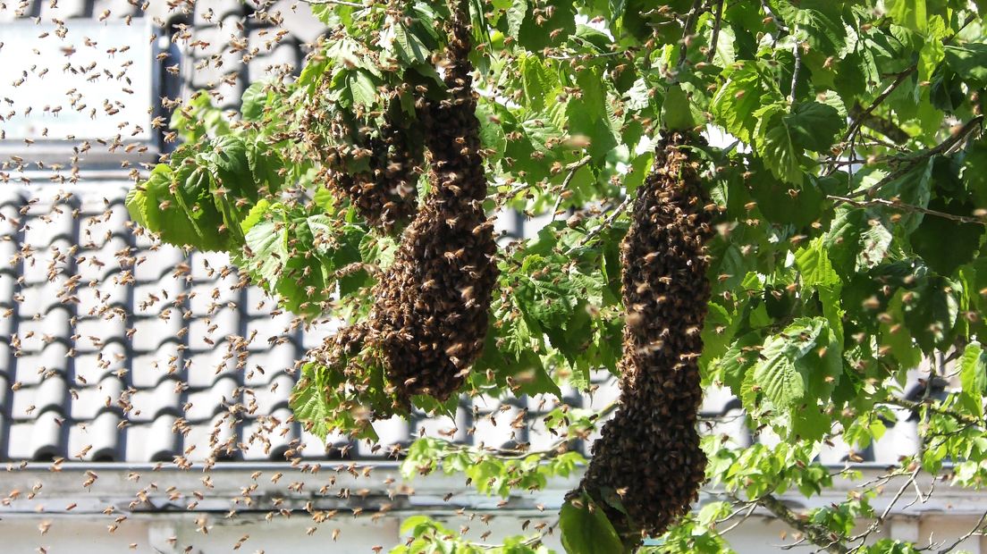 Bijen in een boom in Hoogeveen (Rechten: Persbureau Meter)