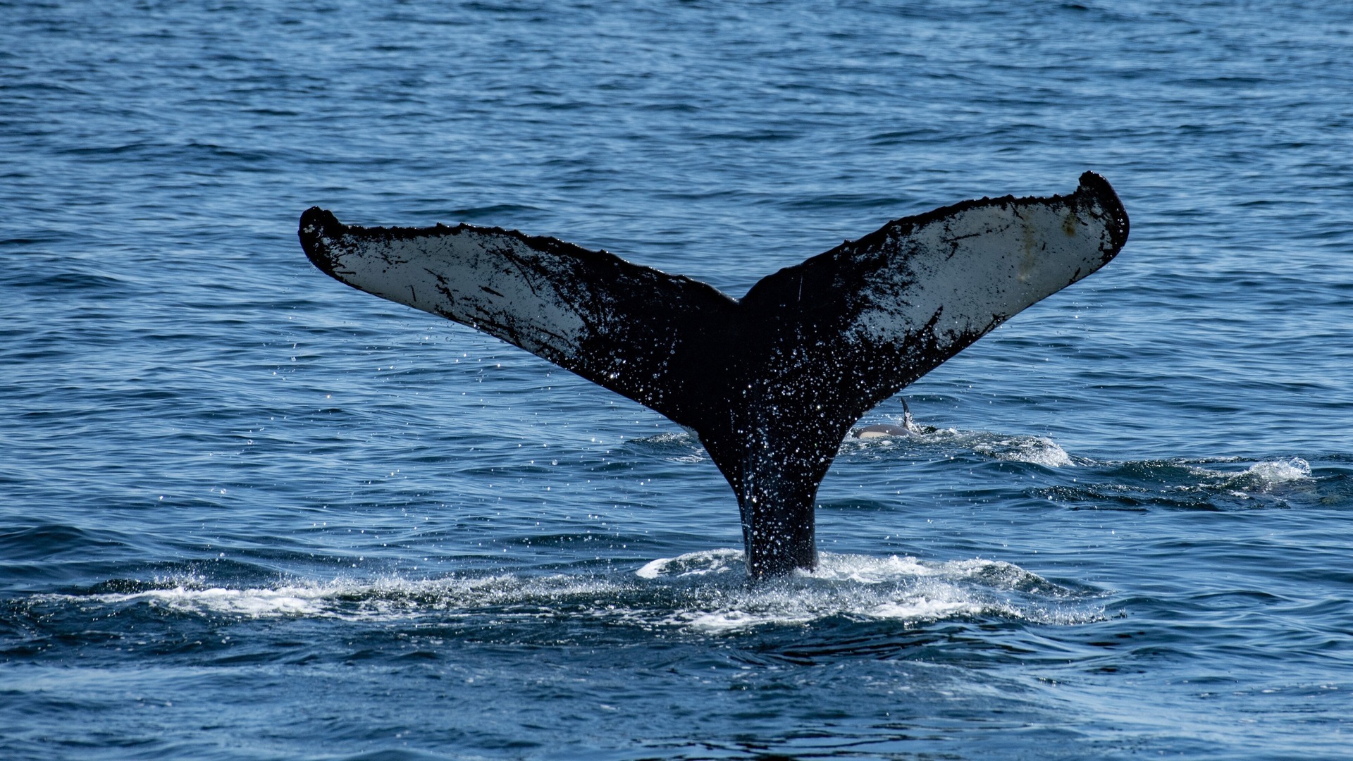 Bultrug in de Waddenzee Hoe groot isie? En kunnen we hem zien? Omrop Fryslân