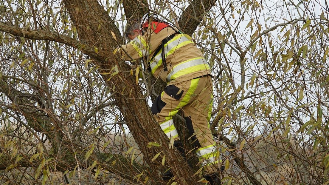 Brandweerman klimt de boom in