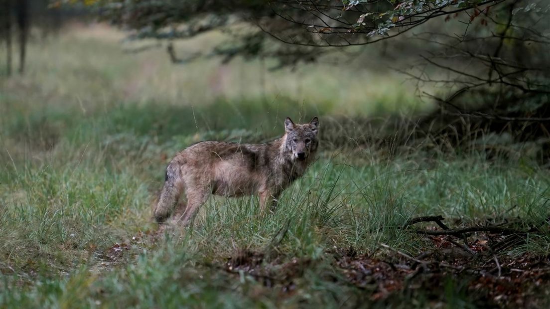 De wolf houdt ook in Overijssel de gemoederen flink bezig.