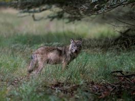 LTO Noord positief na Europees besluit over bescherming wolven: "Eerste stap"