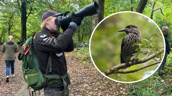 Tientallen vogelspotters in bos voor bijzondere vogel: 'Ik ben helemaal uit Eindhoven afgereisd' Home