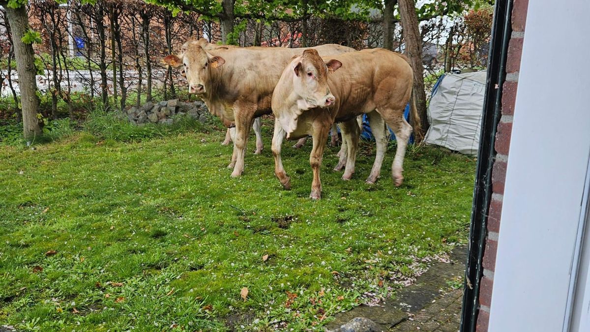 Vier losgebroken koeien gevangen, nog eentje spoorloos: 'Een grote nachtmerrie'