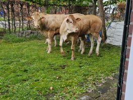 Vier losgebroken koeien gevangen, nog eentje spoorloos: 'Een grote nachtmerrie'