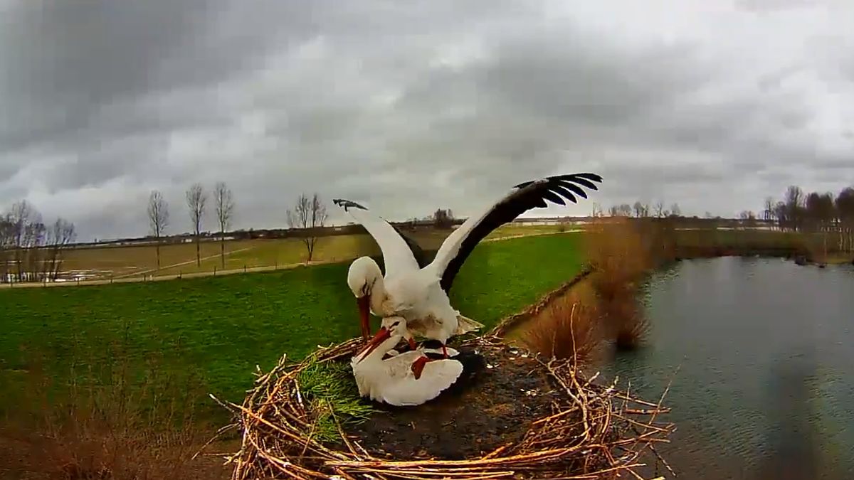 LIVE | Kijk weer mee in het nest van de ooievaars in Wamel