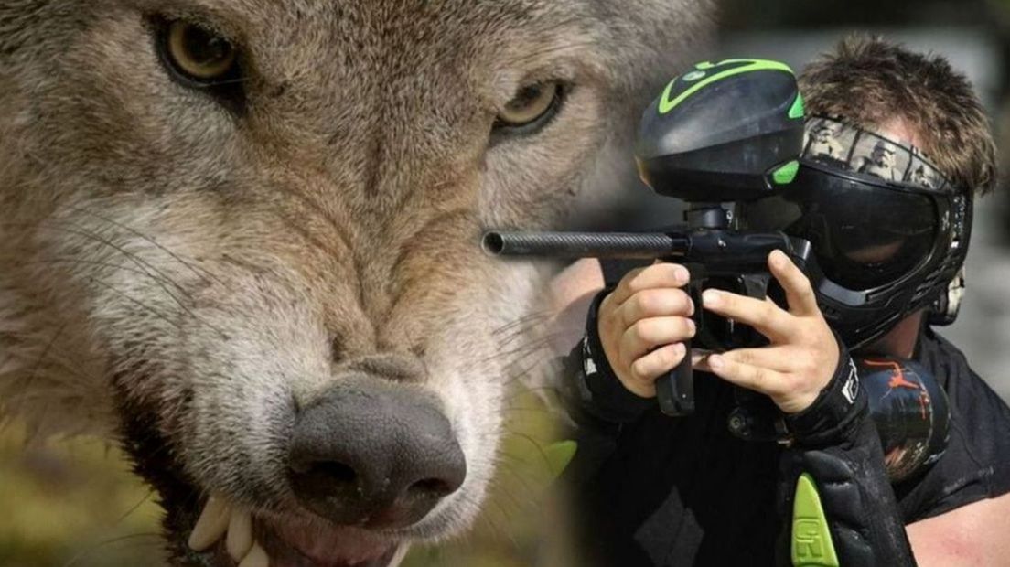 Geen paintball met de wolf