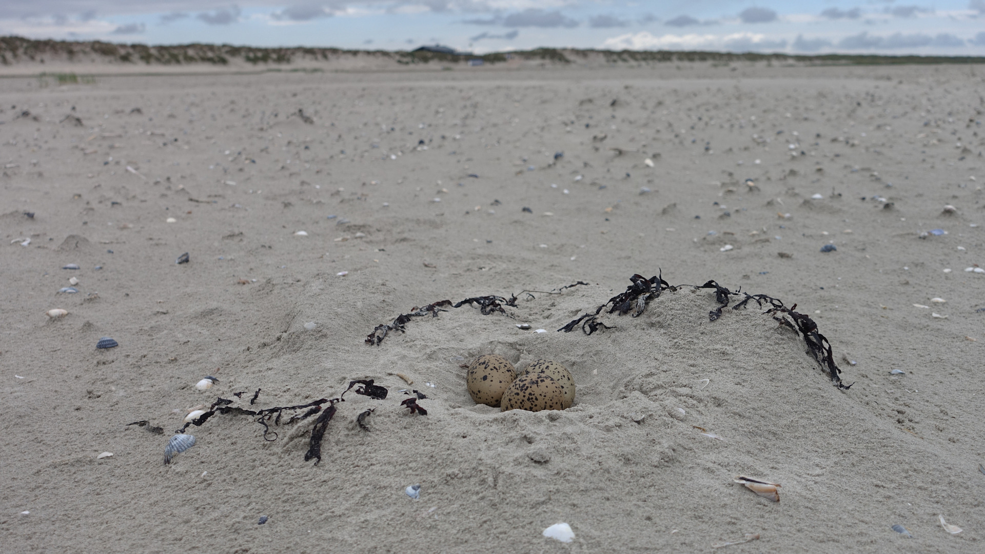 In nêst ffan it dûkelmantsje (strandplevier) ferline jier. Der is ien pyk grut wurden.