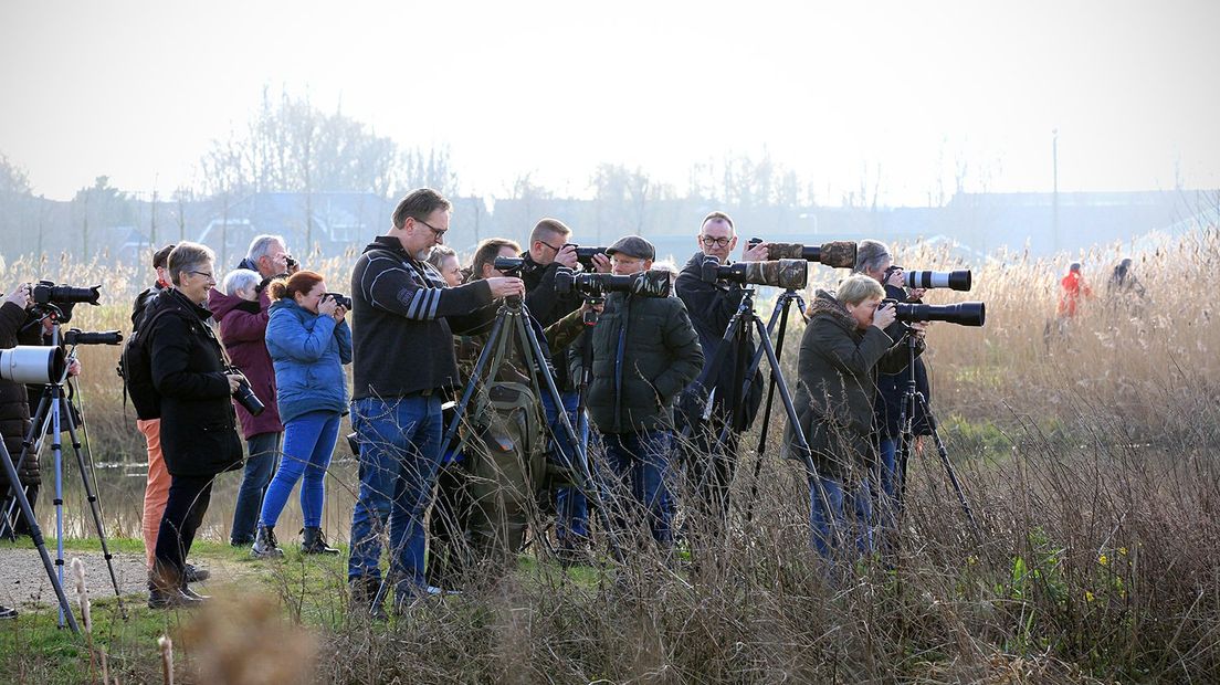 Vogelspotters fotograferen flamingo's.