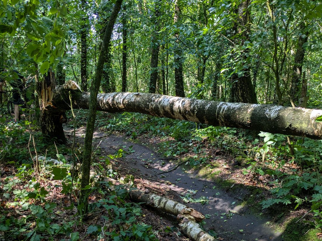 Flinke stormschade in Drentse bossen, Staatsbosbeheer waarschuwt voor vallende takken