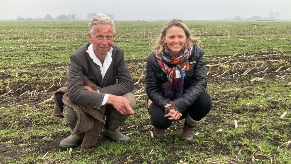 Twee eerste kievitseieren van Smallingerland gevonden bij Oudega