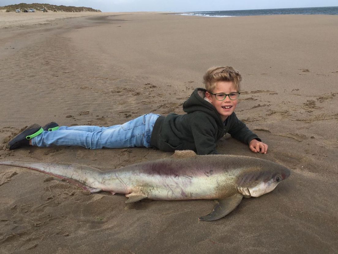 Het 8-jarige zoontje van David van Dijk zag de haai zondag op het strand liggen en blijkt ongeveer even lang