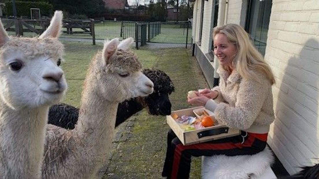 De alpaca's komen tijdens het ontbijt nieuwsgierig kijken.