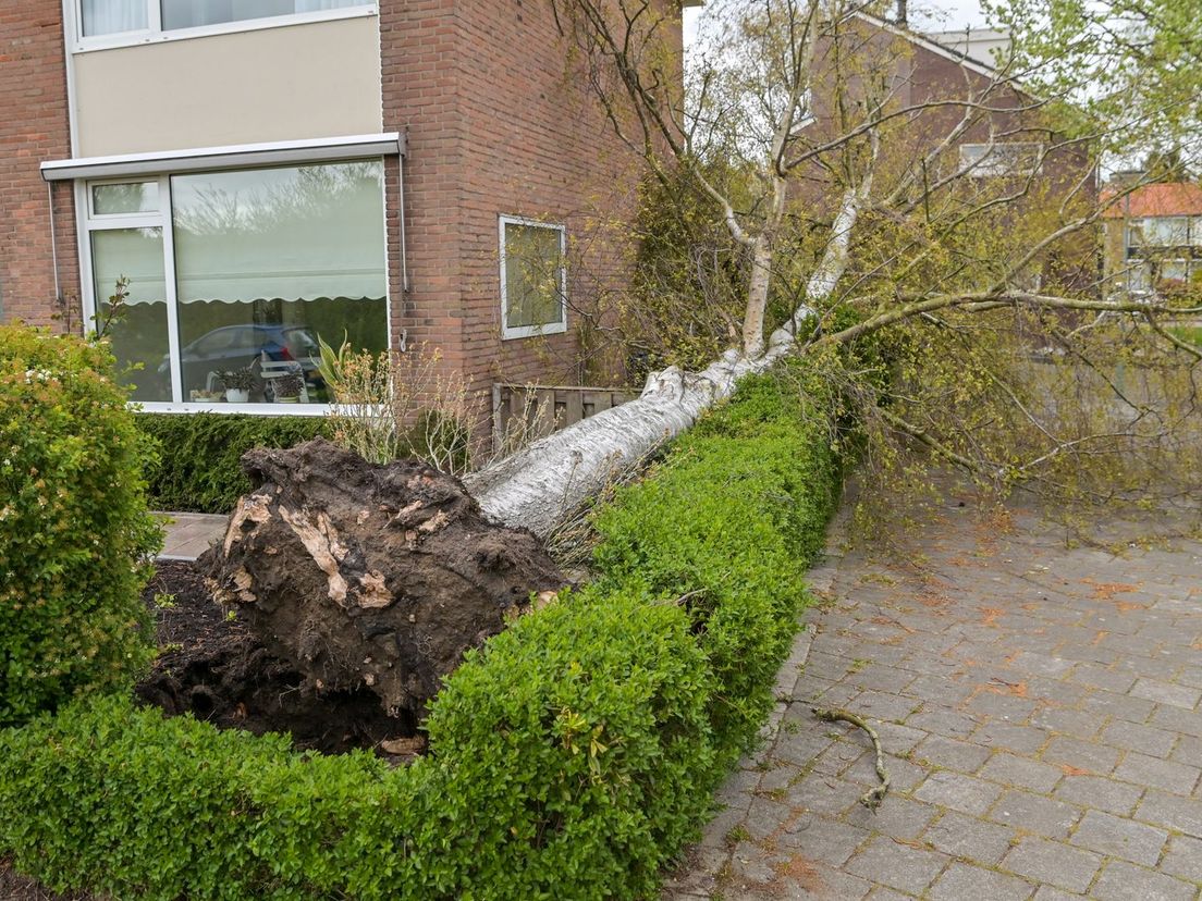 Boom valt langs woning in Dordrecht