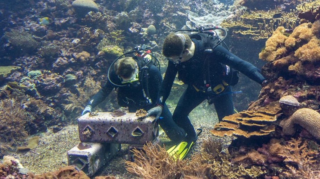 Duikers aan het werk in het koraalrif van Burgers' Zoo.