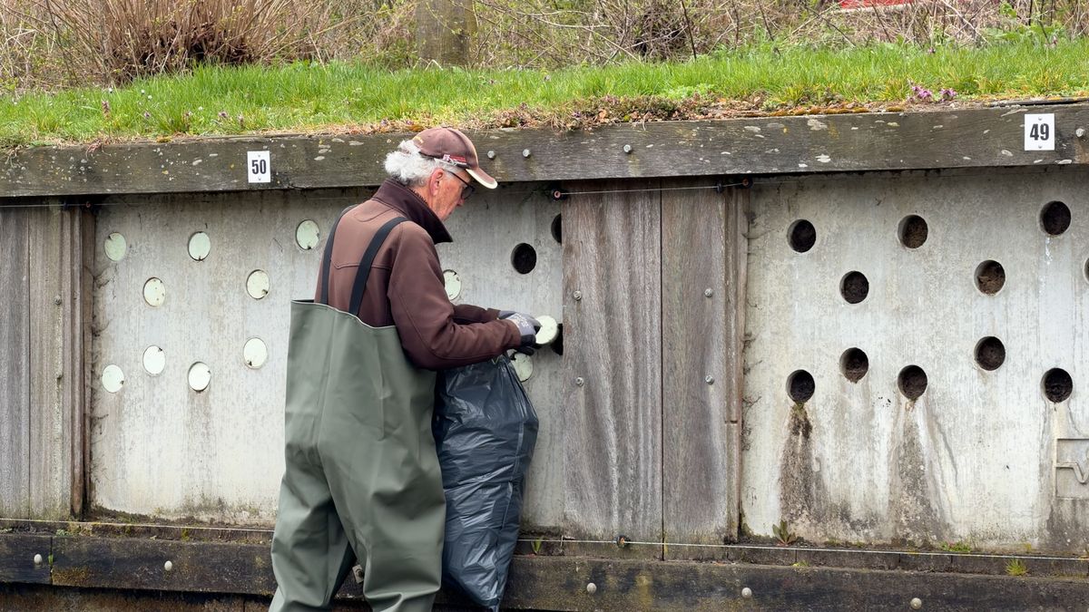 Vogelliefhebbers vrezen impact van hoogspanningsstation op zwaluwen in Bunschoten
