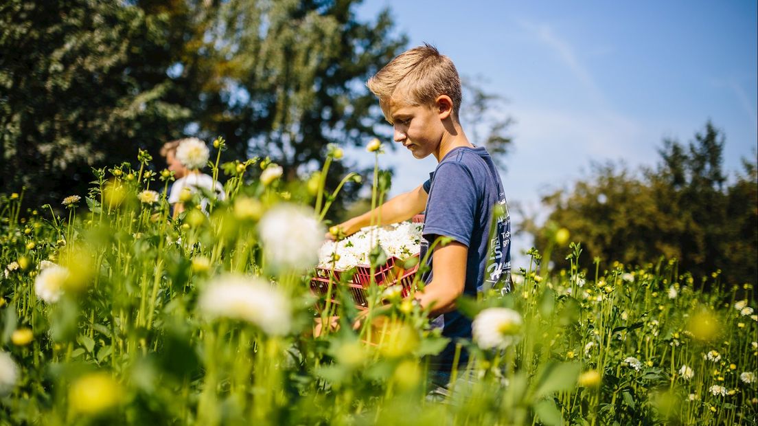 Dahliatekort dwingt corsobouwers Sint Jansklooster creatief te zijn