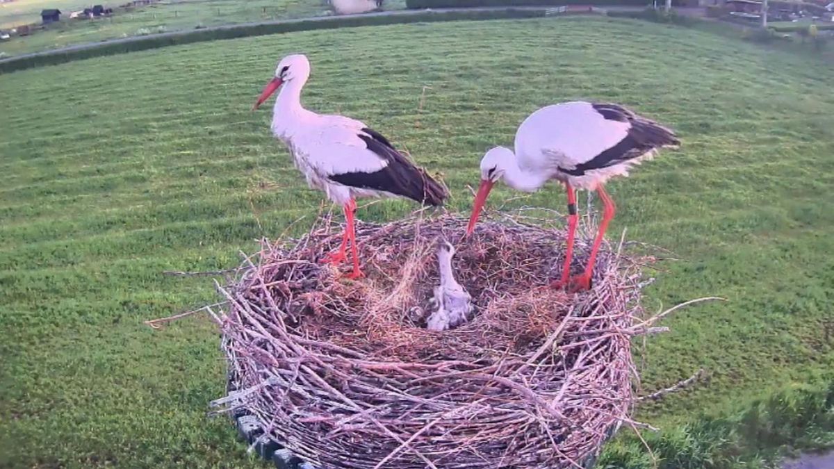 Ooievaar nummer vier in Wilsum kruipt op moederdag uit ei