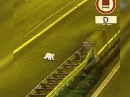 Zo loopt deze kat een rondje over de A15