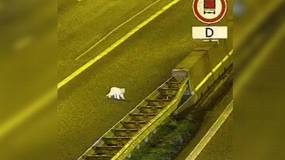 Deze kat in het nauw maakt rare sprongen op de snelweg - Rijnmond