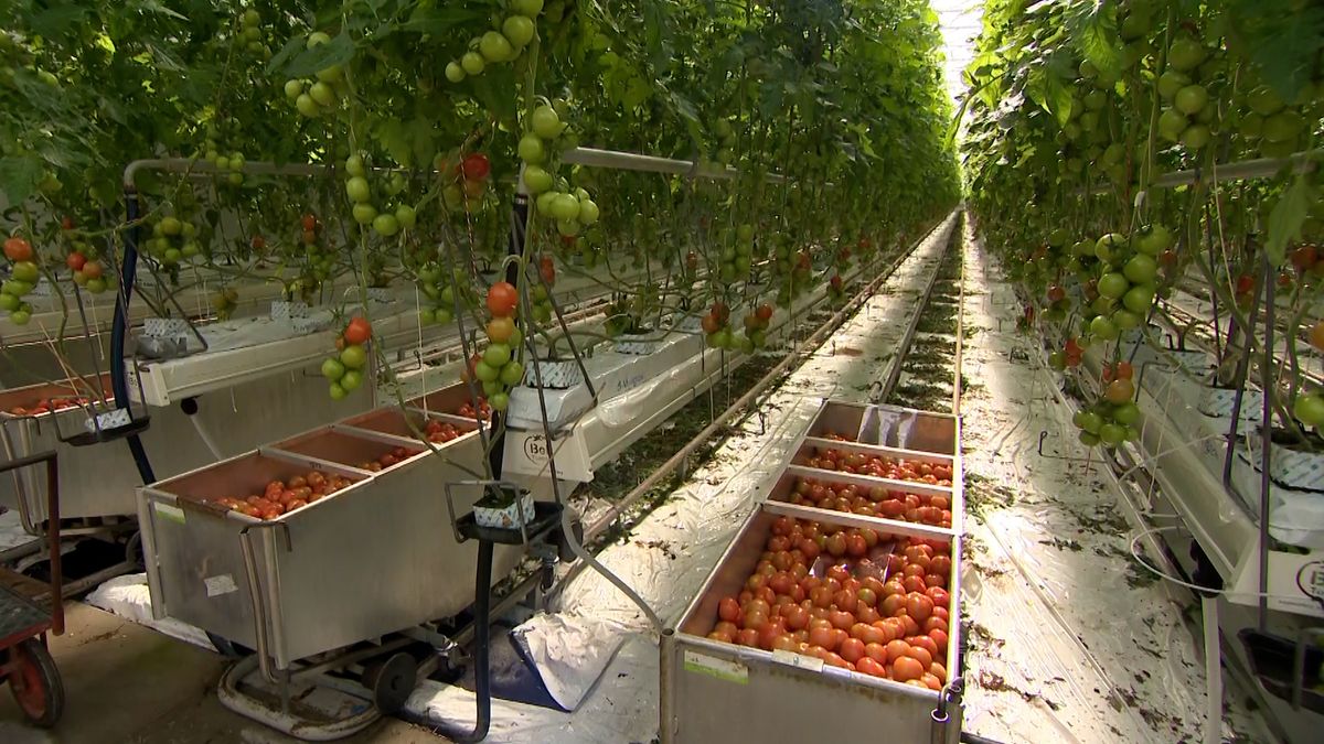 Alleen seizoenarbeiders uit Koekoekspolder welkom in migrantenhotel