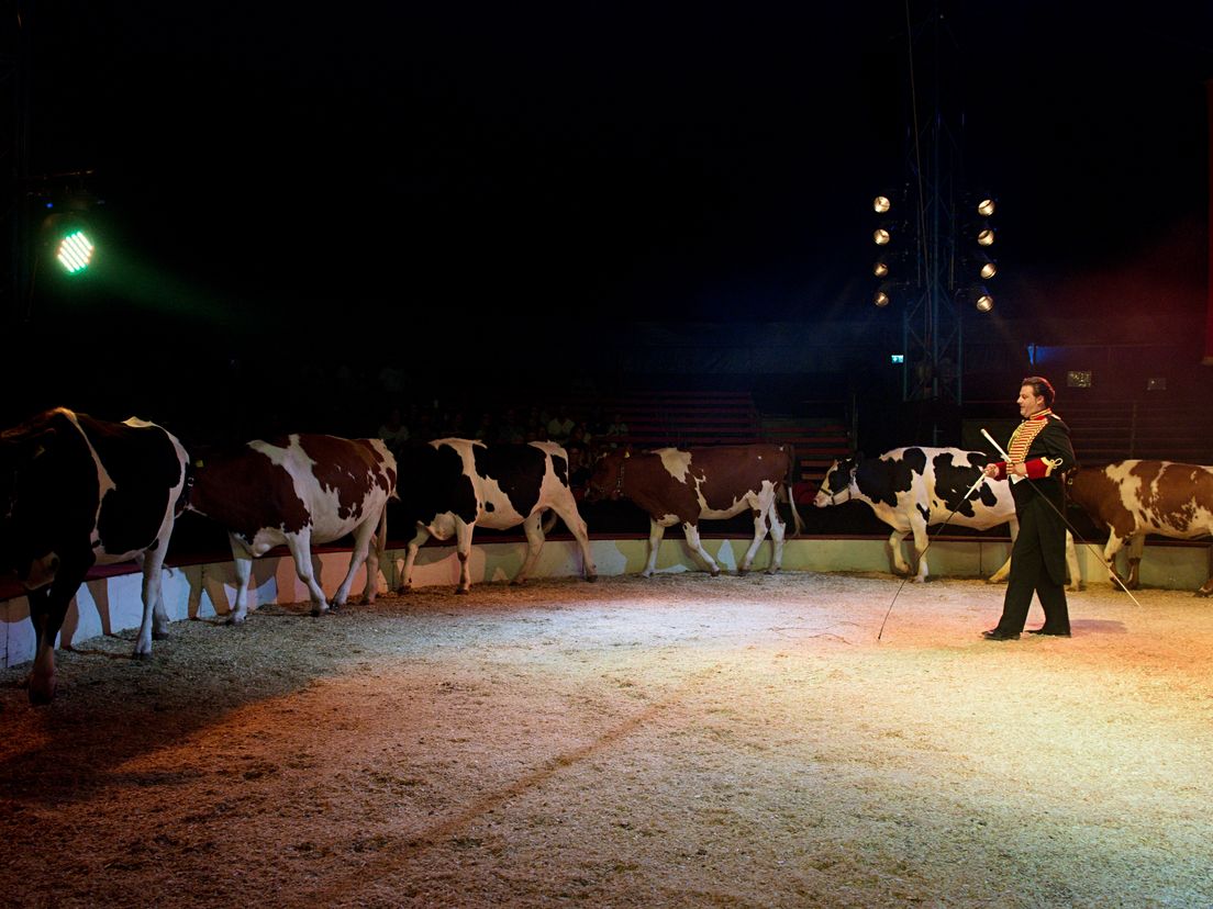 Circus Louis Knie laat koeien trucjes doen