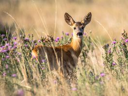 Animal Rights: aantal ongelukken met reeën ligt niet aan de populatie, maar aan gedrag weggebruikers