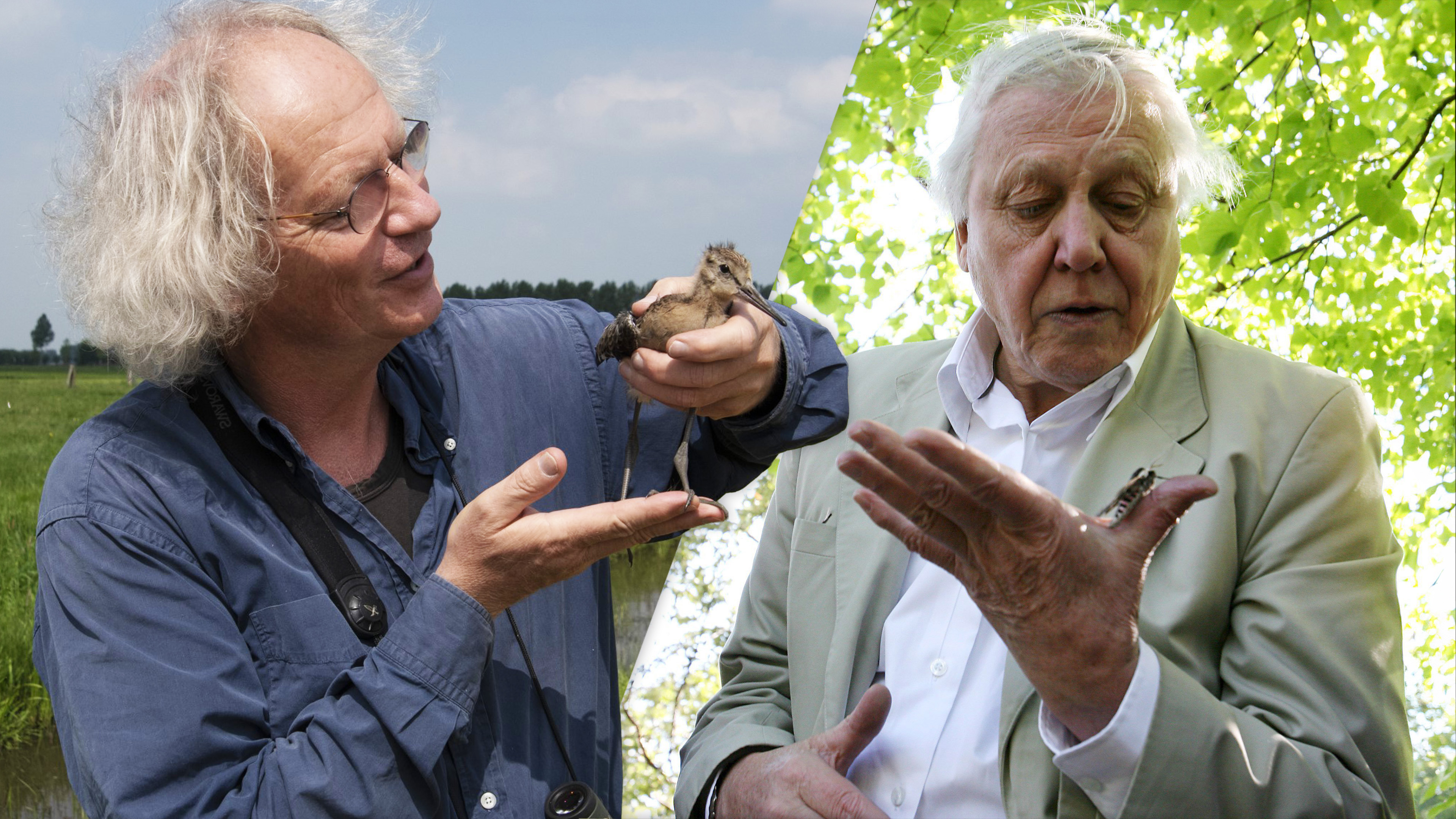 Wêrom hat David Attenborough (hjoed 100) nea yn Fryslân west? "Skande, hy hat noch in kâns"
