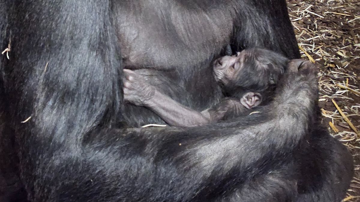Gorilla geboren op nieuwjaarsdag in GaiaZoo