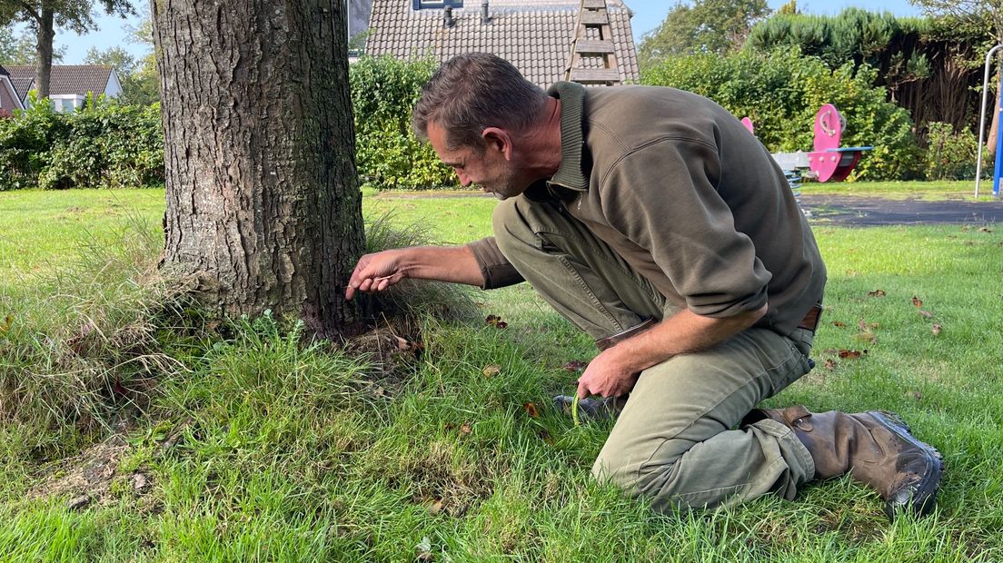 Eddie van Marum onderzoekt de gaten in de boom
