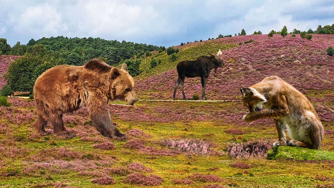 Zouden er beren, elanden of lynxen op de Posbank kunnen leven?