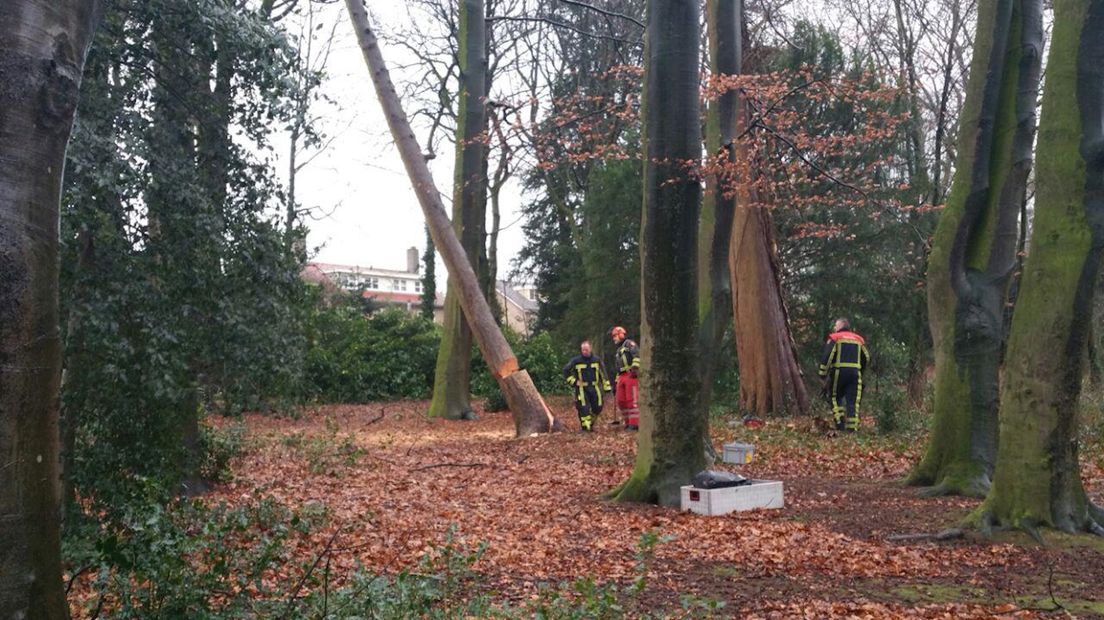 Boom vormt geen gevaar meer