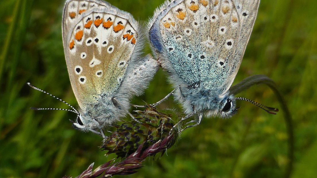 Het icarusblauwtje is al gesignaleerd in de Veerse vlinderidylle