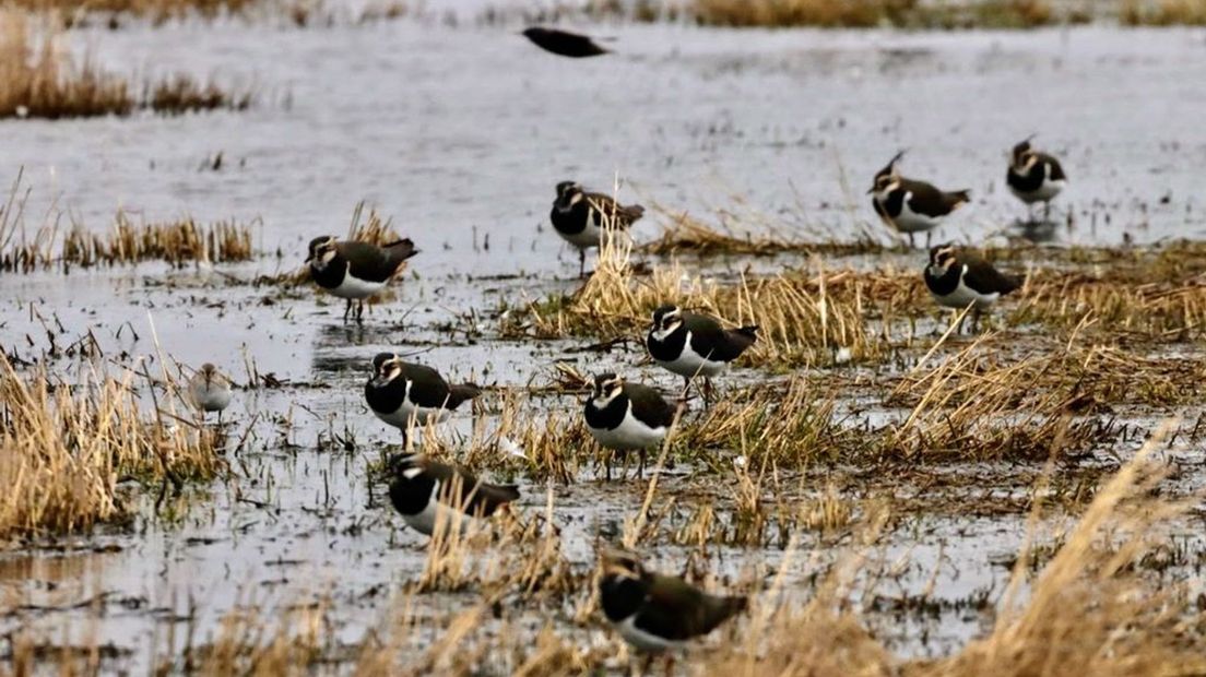 Kieviten overwinteren in Arkemheen