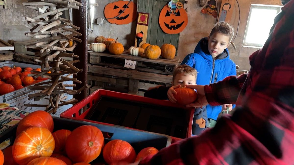 Vanuit het hele land komen mensen naar Groesbeek om de pompoenen van Chris te redden