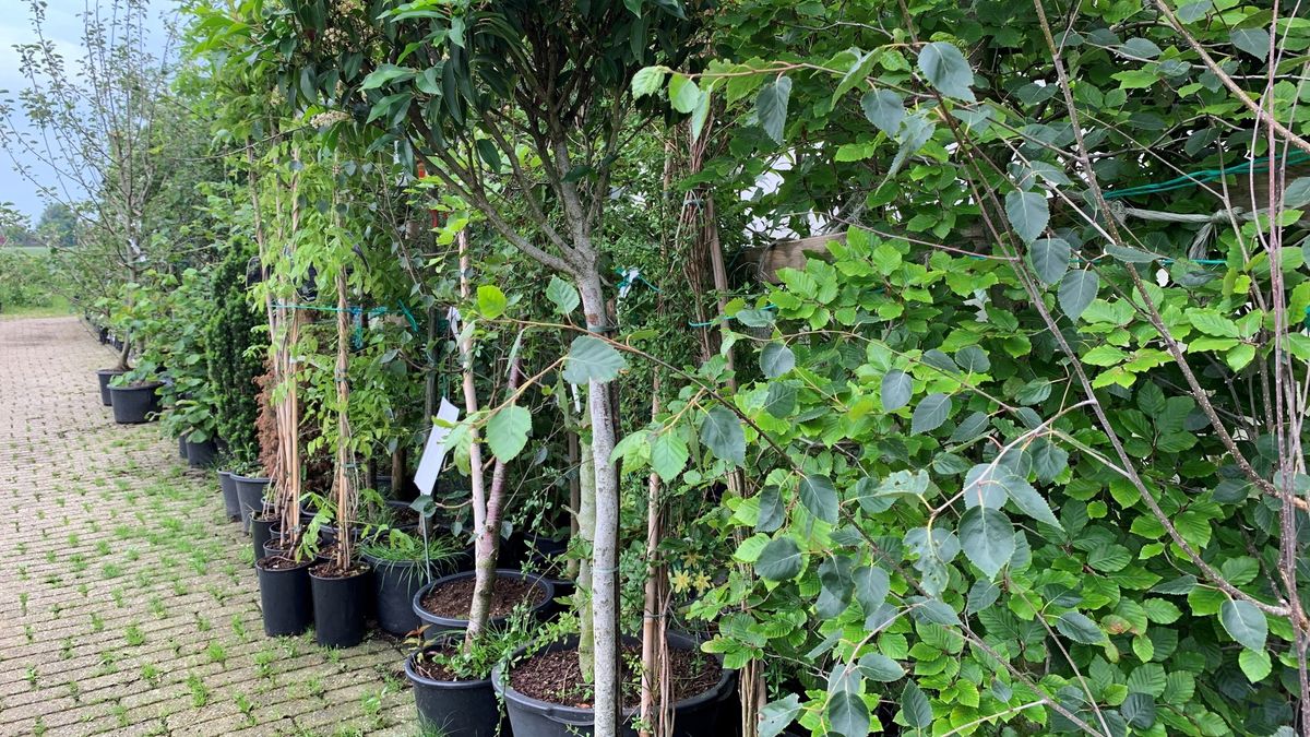 Zelf fruit kweken populair in coronatijd: 