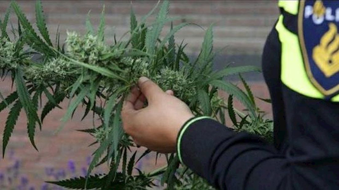 Politie Oldenzaal rolt hennepkwekerij met 700 planten op, één verdachte aangehouden